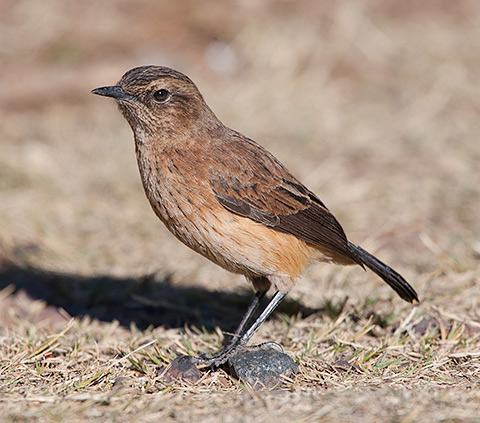 Buff-streaked Chat female